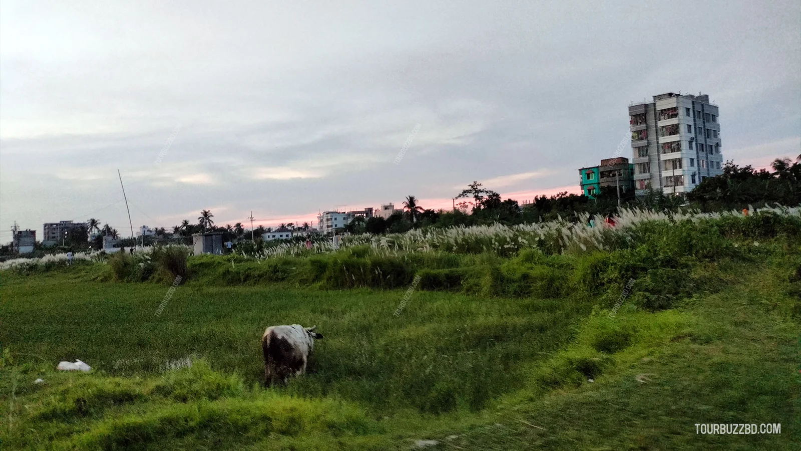 Rajshahi-University-37