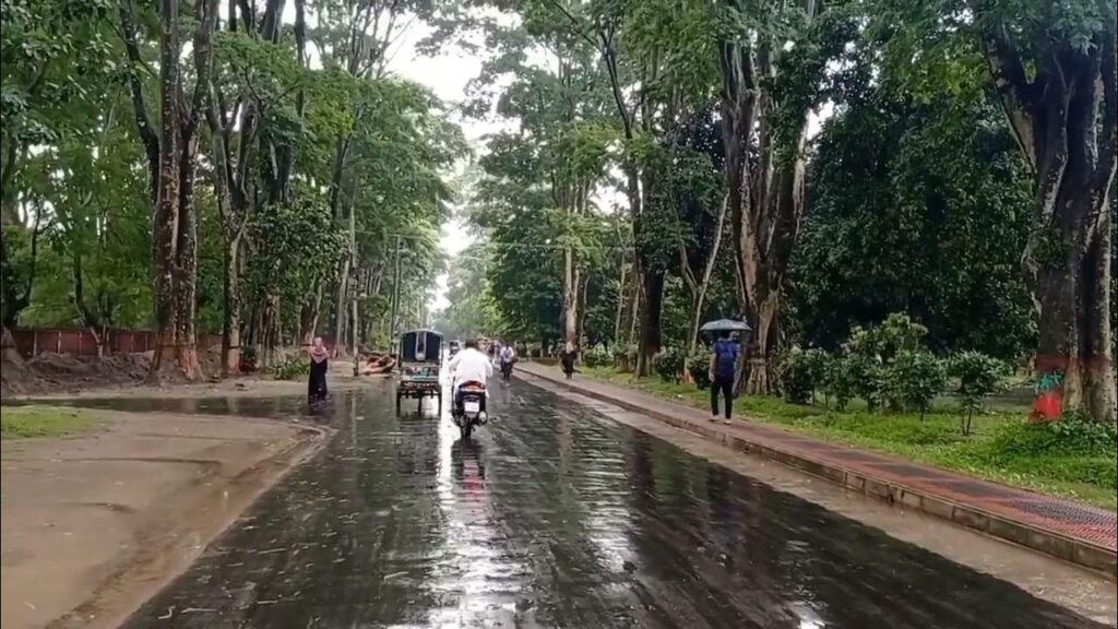 The long, scenic Paris Road on the Rajshahi University campus, with tall sycamore trees forming a canopy.